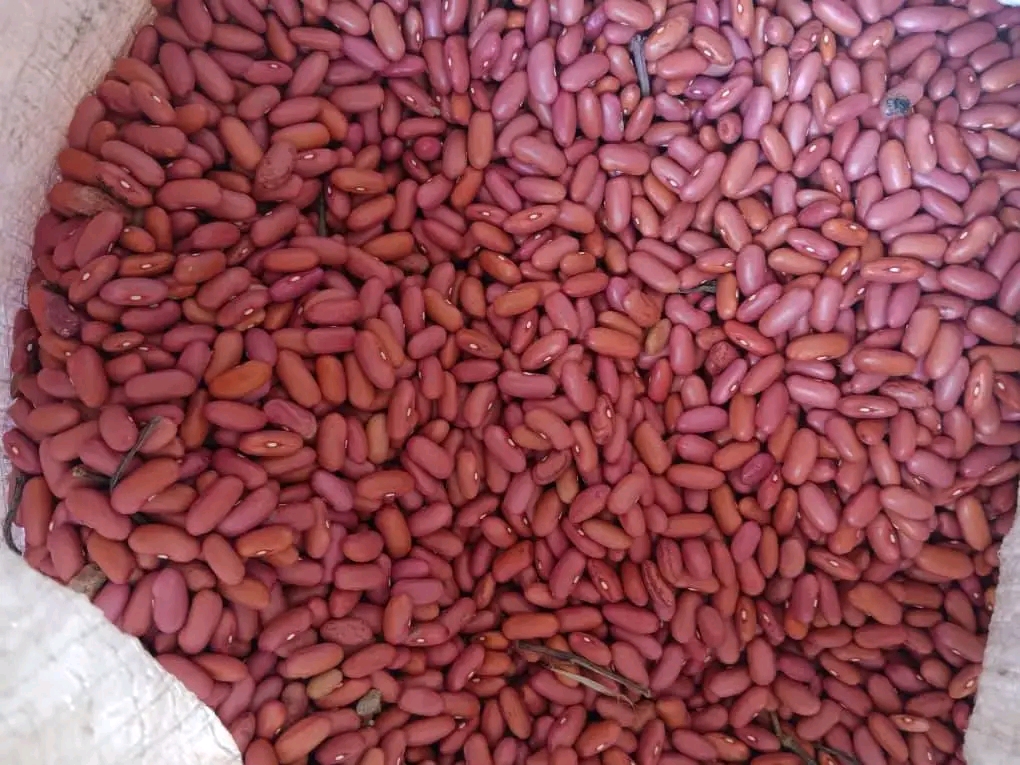 Frijoles Colorados